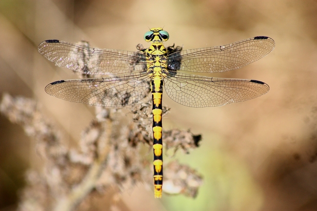 Cordulegaster boltonii ??? no, mix di Onychogomphus